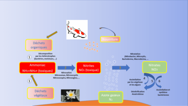 Schéma représentant les différentes étapes du cycle de l’azote 